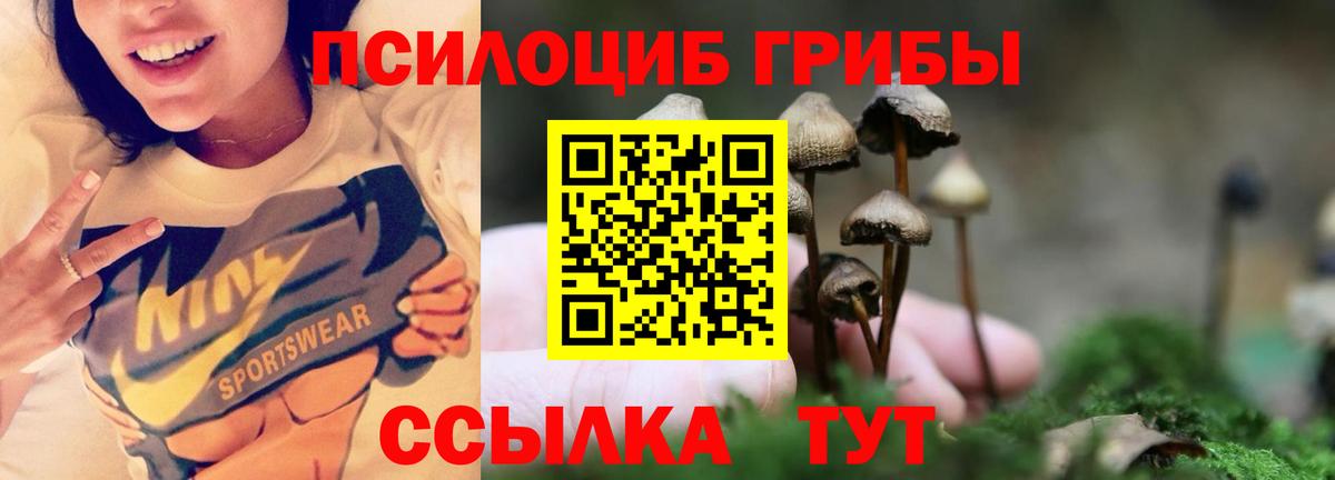 Псилоцибиновые грибы Cubensis Канск